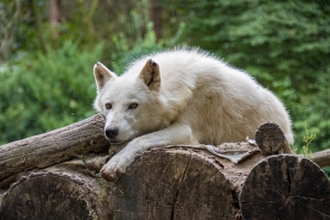 Loup de la Baie d'Hudson